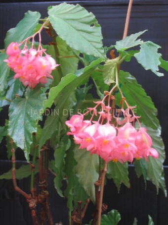 B. ‘Charles Chevalier’